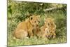 Lion (Panthera Leo) Cubs Playing, Masai Mara Game Reserve, Kenya-Denis-Huot-Mounted Photographic Print