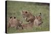 Lion (Panthera Leo) Cubs Playing, Ngorongoro Crater, Tanzania, East Africa, Africa-James Hager-Stretched Canvas