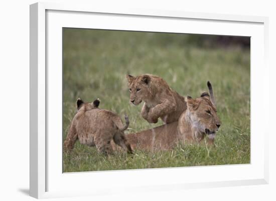 Lion (Panthera Leo) Cubs Playing, Ngorongoro Crater, Tanzania, East Africa, Africa-James Hager-Framed Photographic Print