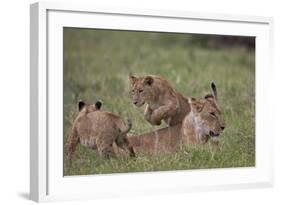 Lion (Panthera Leo) Cubs Playing, Ngorongoro Crater, Tanzania, East Africa, Africa-James Hager-Framed Photographic Print