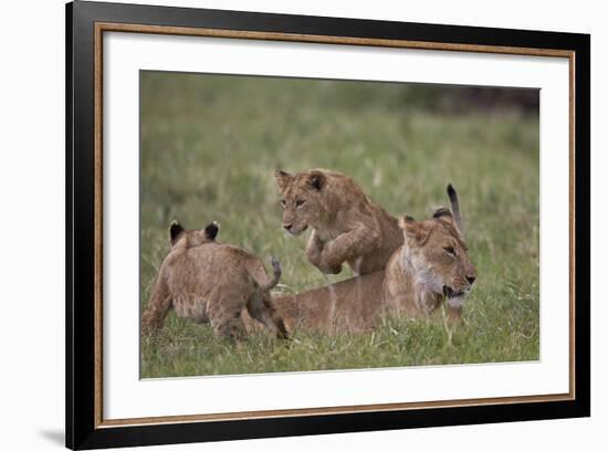 Lion (Panthera Leo) Cubs Playing, Ngorongoro Crater, Tanzania, East Africa, Africa-James Hager-Framed Photographic Print