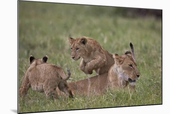 Lion (Panthera Leo) Cubs Playing, Ngorongoro Crater, Tanzania, East Africa, Africa-James Hager-Mounted Photographic Print