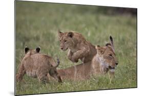 Lion (Panthera Leo) Cubs Playing, Ngorongoro Crater, Tanzania, East Africa, Africa-James Hager-Mounted Photographic Print