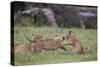 Lion (Panthera Leo) Cubs Playing, Ngorongoro Crater, Tanzania, East Africa, Africa-James Hager-Stretched Canvas