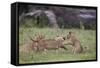 Lion (Panthera Leo) Cubs Playing, Ngorongoro Crater, Tanzania, East Africa, Africa-James Hager-Framed Stretched Canvas