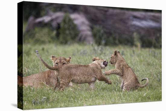 Lion (Panthera Leo) Cubs Playing, Ngorongoro Crater, Tanzania, East Africa, Africa-James Hager-Stretched Canvas