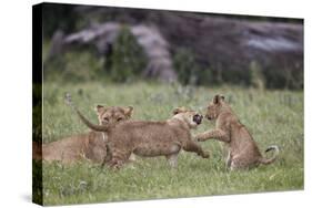 Lion (Panthera Leo) Cubs Playing, Ngorongoro Crater, Tanzania, East Africa, Africa-James Hager-Stretched Canvas