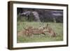 Lion (Panthera Leo) Cubs Playing, Ngorongoro Crater, Tanzania, East Africa, Africa-James Hager-Framed Photographic Print