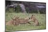 Lion (Panthera Leo) Cubs Playing, Ngorongoro Crater, Tanzania, East Africa, Africa-James Hager-Mounted Photographic Print