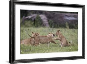 Lion (Panthera Leo) Cubs Playing, Ngorongoro Crater, Tanzania, East Africa, Africa-James Hager-Framed Photographic Print