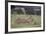 Lion (Panthera Leo) Cubs Playing, Ngorongoro Crater, Tanzania, East Africa, Africa-James Hager-Framed Photographic Print