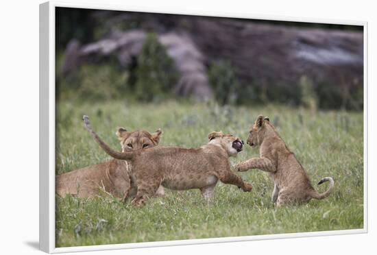 Lion (Panthera Leo) Cubs Playing, Ngorongoro Crater, Tanzania, East Africa, Africa-James Hager-Framed Photographic Print