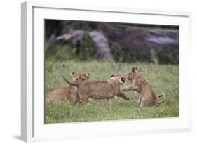 Lion (Panthera Leo) Cubs Playing, Ngorongoro Crater, Tanzania, East Africa, Africa-James Hager-Framed Photographic Print