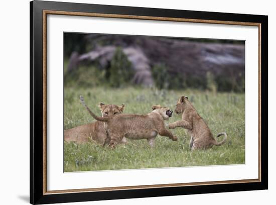 Lion (Panthera Leo) Cubs Playing, Ngorongoro Crater, Tanzania, East Africa, Africa-James Hager-Framed Photographic Print