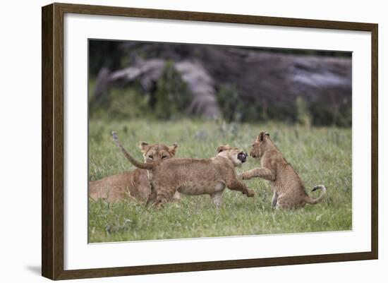 Lion (Panthera Leo) Cubs Playing, Ngorongoro Crater, Tanzania, East Africa, Africa-James Hager-Framed Photographic Print