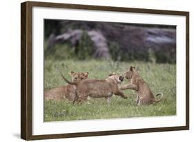 Lion (Panthera Leo) Cubs Playing, Ngorongoro Crater, Tanzania, East Africa, Africa-James Hager-Framed Photographic Print