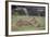 Lion (Panthera Leo) Cubs Playing, Ngorongoro Crater, Tanzania, East Africa, Africa-James Hager-Framed Photographic Print