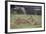 Lion (Panthera Leo) Cubs Playing, Ngorongoro Crater, Tanzania, East Africa, Africa-James Hager-Framed Photographic Print