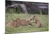 Lion (Panthera Leo) Cubs Playing, Ngorongoro Crater, Tanzania, East Africa, Africa-James Hager-Mounted Photographic Print