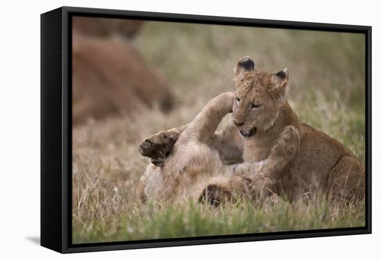 Lion (Panthera Leo) Cubs Playing, Ngorongoro Crater, Tanzania, East Africa, Africa-James Hager-Framed Stretched Canvas