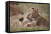 Lion (Panthera Leo) Cubs Playing, Ngorongoro Crater, Tanzania, East Africa, Africa-James Hager-Framed Stretched Canvas