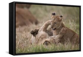 Lion (Panthera Leo) Cubs Playing, Ngorongoro Crater, Tanzania, East Africa, Africa-James Hager-Framed Stretched Canvas