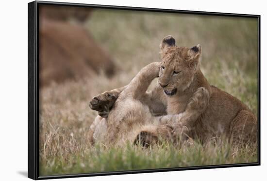 Lion (Panthera Leo) Cubs Playing, Ngorongoro Crater, Tanzania, East Africa, Africa-James Hager-Framed Photographic Print