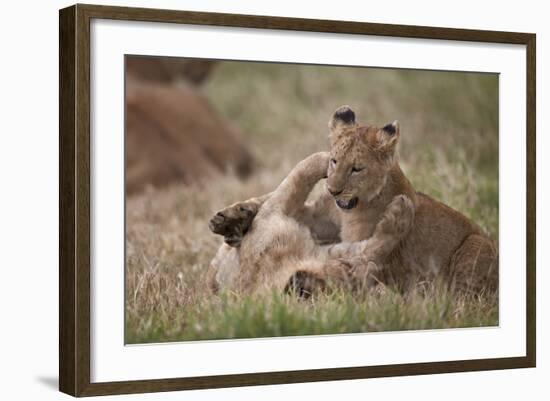 Lion (Panthera Leo) Cubs Playing, Ngorongoro Crater, Tanzania, East Africa, Africa-James Hager-Framed Photographic Print