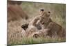 Lion (Panthera Leo) Cubs Playing, Ngorongoro Crater, Tanzania, East Africa, Africa-James Hager-Mounted Photographic Print