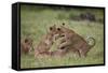 Lion (Panthera Leo) Cubs Playing, Ngorongoro Crater, Tanzania, East Africa, Africa-James Hager-Framed Stretched Canvas