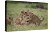 Lion (Panthera Leo) Cubs Playing, Ngorongoro Crater, Tanzania, East Africa, Africa-James Hager-Stretched Canvas