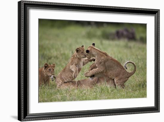 Lion (Panthera Leo) Cubs Playing, Ngorongoro Crater, Tanzania, East Africa, Africa-James Hager-Framed Photographic Print