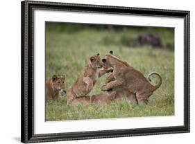 Lion (Panthera Leo) Cubs Playing, Ngorongoro Crater, Tanzania, East Africa, Africa-James Hager-Framed Photographic Print