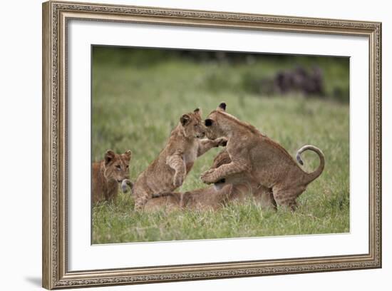 Lion (Panthera Leo) Cubs Playing, Ngorongoro Crater, Tanzania, East Africa, Africa-James Hager-Framed Photographic Print