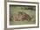 Lion (Panthera Leo) Cubs Playing, Ngorongoro Crater, Tanzania, East Africa, Africa-James Hager-Framed Photographic Print