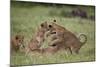 Lion (Panthera Leo) Cubs Playing, Ngorongoro Crater, Tanzania, East Africa, Africa-James Hager-Mounted Photographic Print