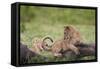 Lion (Panthera Leo) Cubs Playing, Ngorongoro Crater, Tanzania, East Africa, Africa-James Hager-Framed Stretched Canvas