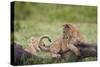 Lion (Panthera Leo) Cubs Playing, Ngorongoro Crater, Tanzania, East Africa, Africa-James Hager-Stretched Canvas