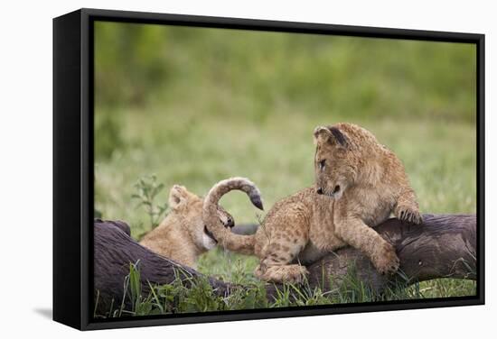 Lion (Panthera Leo) Cubs Playing, Ngorongoro Crater, Tanzania, East Africa, Africa-James Hager-Framed Stretched Canvas