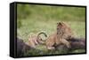 Lion (Panthera Leo) Cubs Playing, Ngorongoro Crater, Tanzania, East Africa, Africa-James Hager-Framed Stretched Canvas