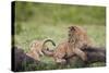 Lion (Panthera Leo) Cubs Playing, Ngorongoro Crater, Tanzania, East Africa, Africa-James Hager-Stretched Canvas