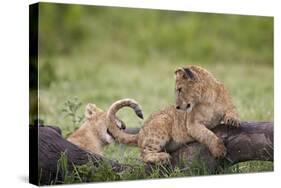 Lion (Panthera Leo) Cubs Playing, Ngorongoro Crater, Tanzania, East Africa, Africa-James Hager-Stretched Canvas