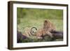 Lion (Panthera Leo) Cubs Playing, Ngorongoro Crater, Tanzania, East Africa, Africa-James Hager-Framed Photographic Print