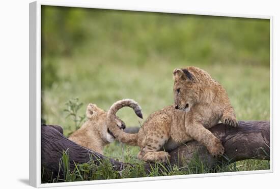 Lion (Panthera Leo) Cubs Playing, Ngorongoro Crater, Tanzania, East Africa, Africa-James Hager-Framed Photographic Print