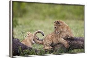 Lion (Panthera Leo) Cubs Playing, Ngorongoro Crater, Tanzania, East Africa, Africa-James Hager-Framed Photographic Print