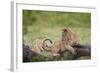 Lion (Panthera Leo) Cubs Playing, Ngorongoro Crater, Tanzania, East Africa, Africa-James Hager-Framed Photographic Print