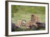 Lion (Panthera Leo) Cubs Playing, Ngorongoro Crater, Tanzania, East Africa, Africa-James Hager-Framed Photographic Print