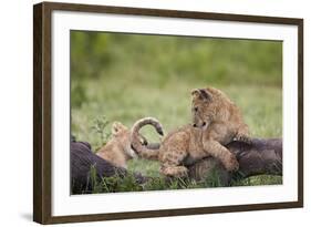 Lion (Panthera Leo) Cubs Playing, Ngorongoro Crater, Tanzania, East Africa, Africa-James Hager-Framed Photographic Print