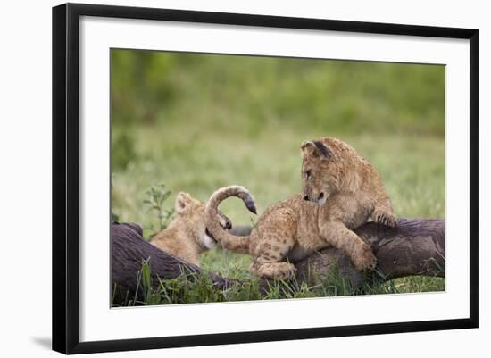 Lion (Panthera Leo) Cubs Playing, Ngorongoro Crater, Tanzania, East Africa, Africa-James Hager-Framed Photographic Print