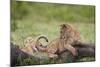 Lion (Panthera Leo) Cubs Playing, Ngorongoro Crater, Tanzania, East Africa, Africa-James Hager-Mounted Photographic Print